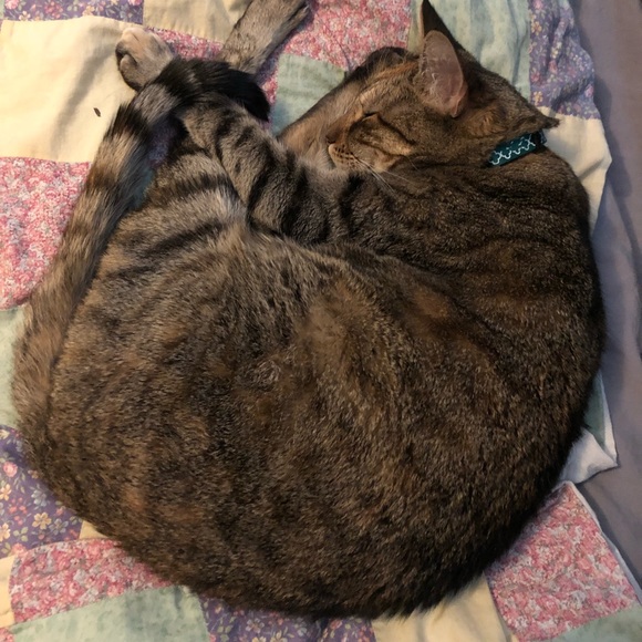 Cat Friendly Home - Picture 5 of 5